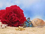 rote Rose im Strandsand mit Trauringe, Muscheln und einer blauen Schmetterlingsbrosche
